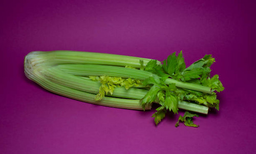 کرفس صادراتی درجه یک با کیفیت تضمینی تولید کننده